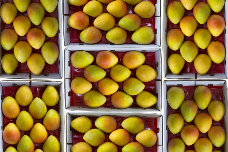 Mangoes Australia History Mangoes Australia